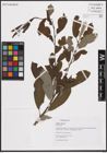 Foto von Salix cinerea L.